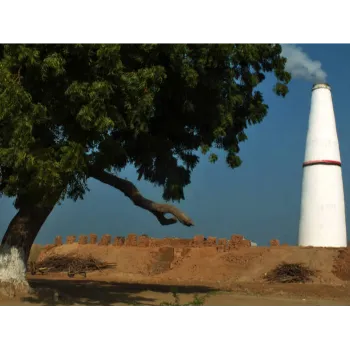 Ayurvedic Neem Tree